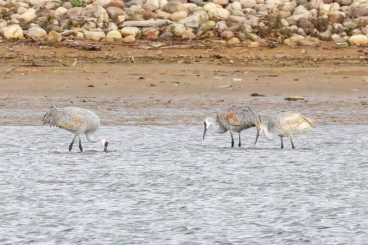 Sandhill Crane - ML645352741