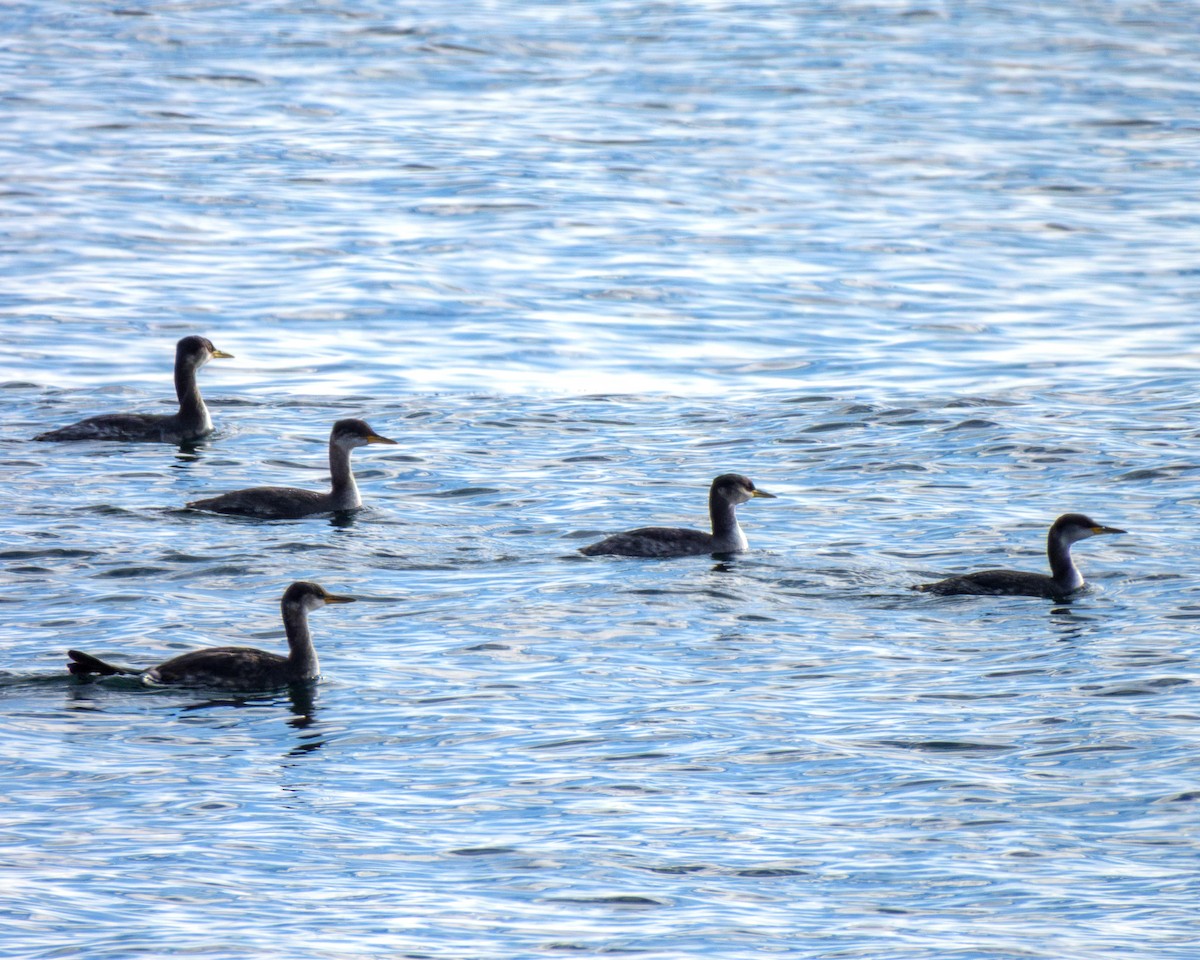 Буурал шунгуур - ML645352752