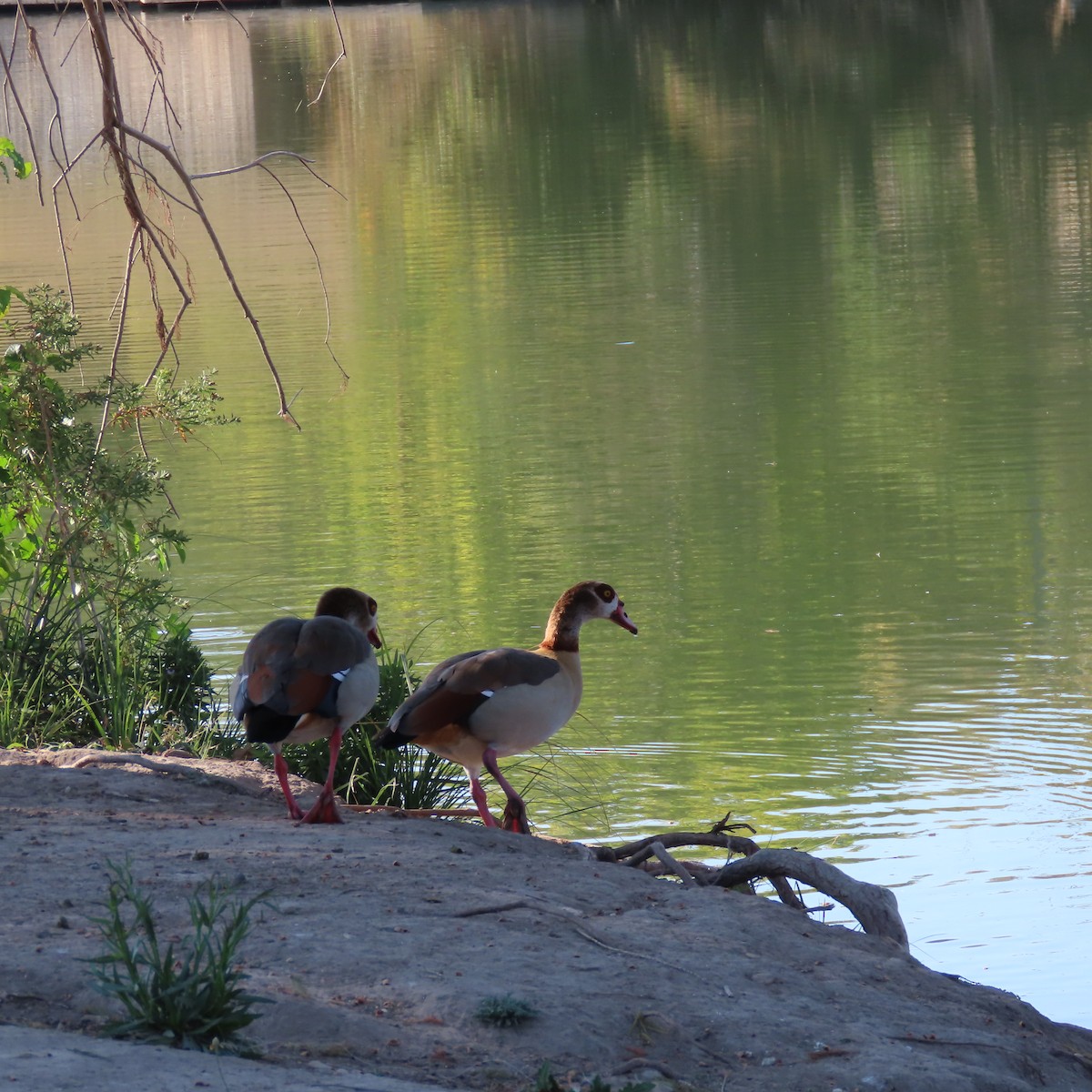 Egyptian Goose - ML645352753