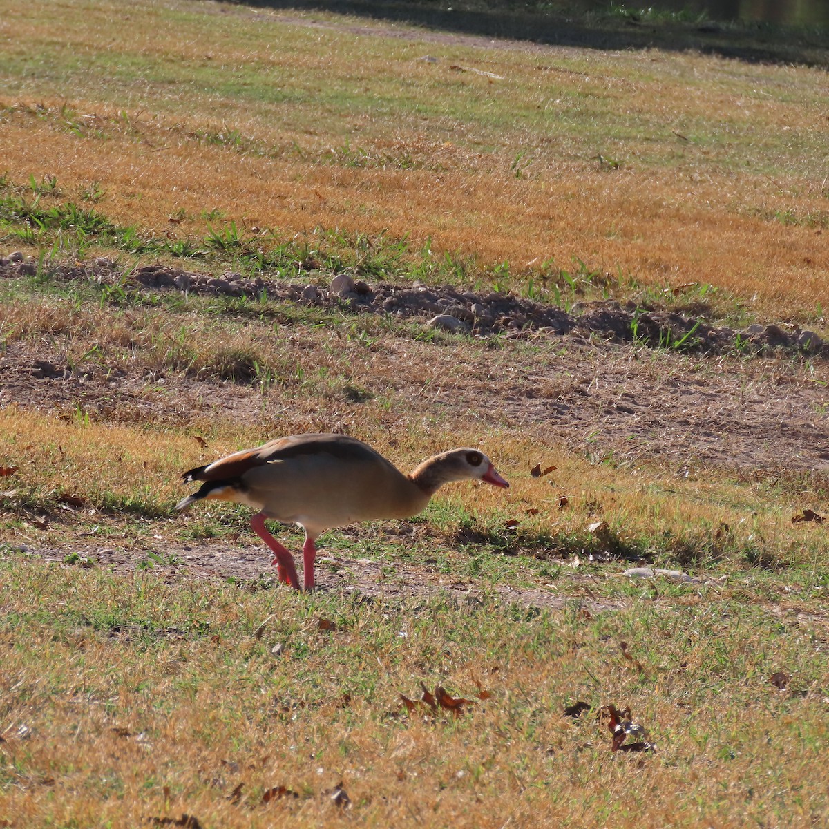 Egyptian Goose - ML645352754
