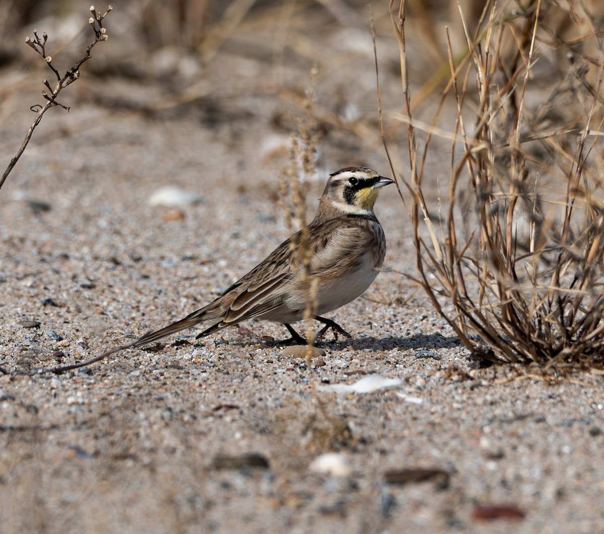 ハマヒバリ - ML645352755