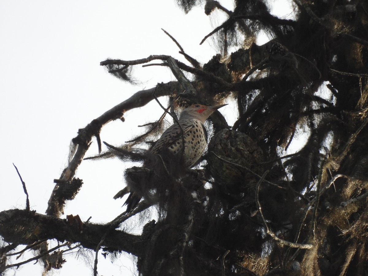 Northern Flicker - ML645352759