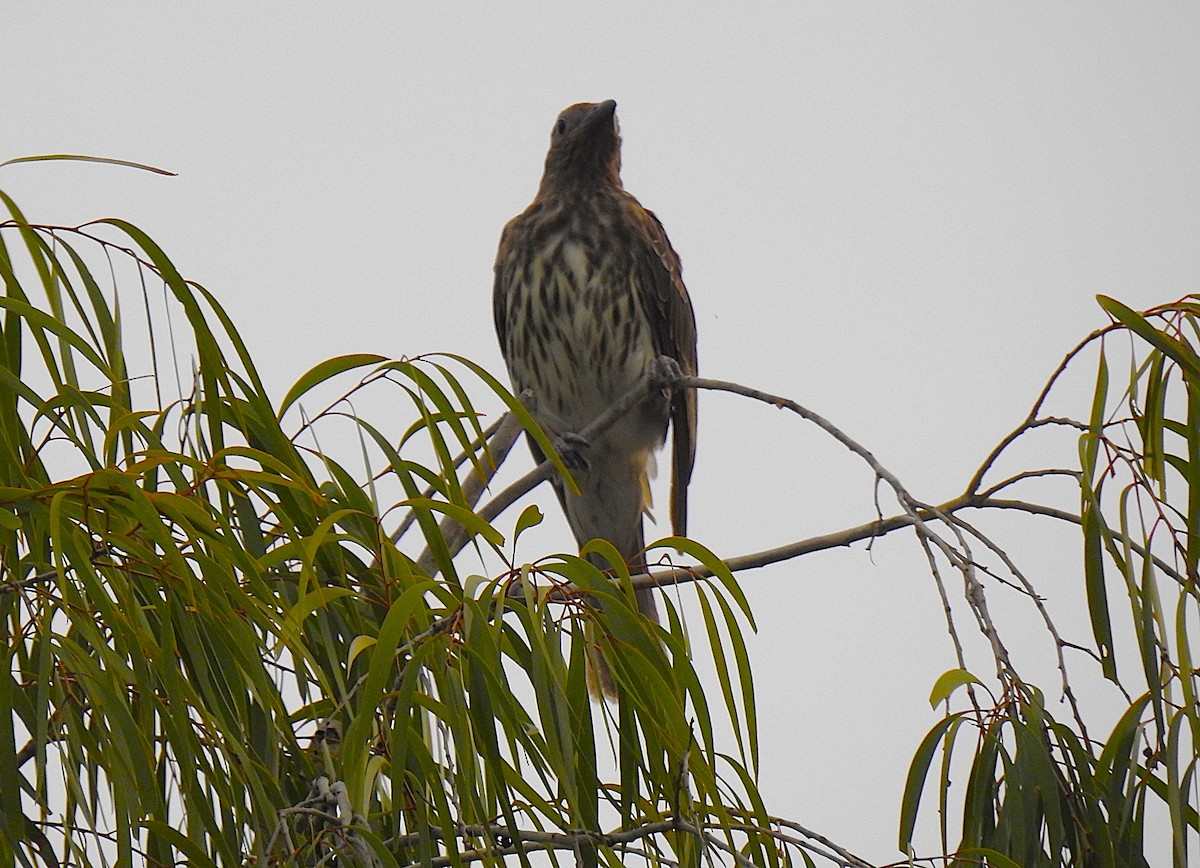 Australasian Figbird - ML645352761