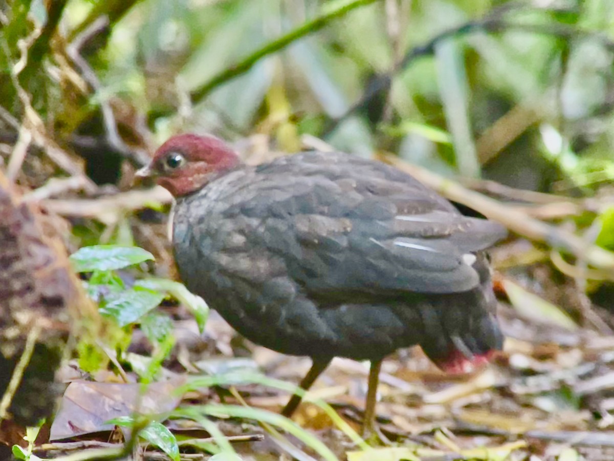 Crimson-headed Partridge - ML645352764