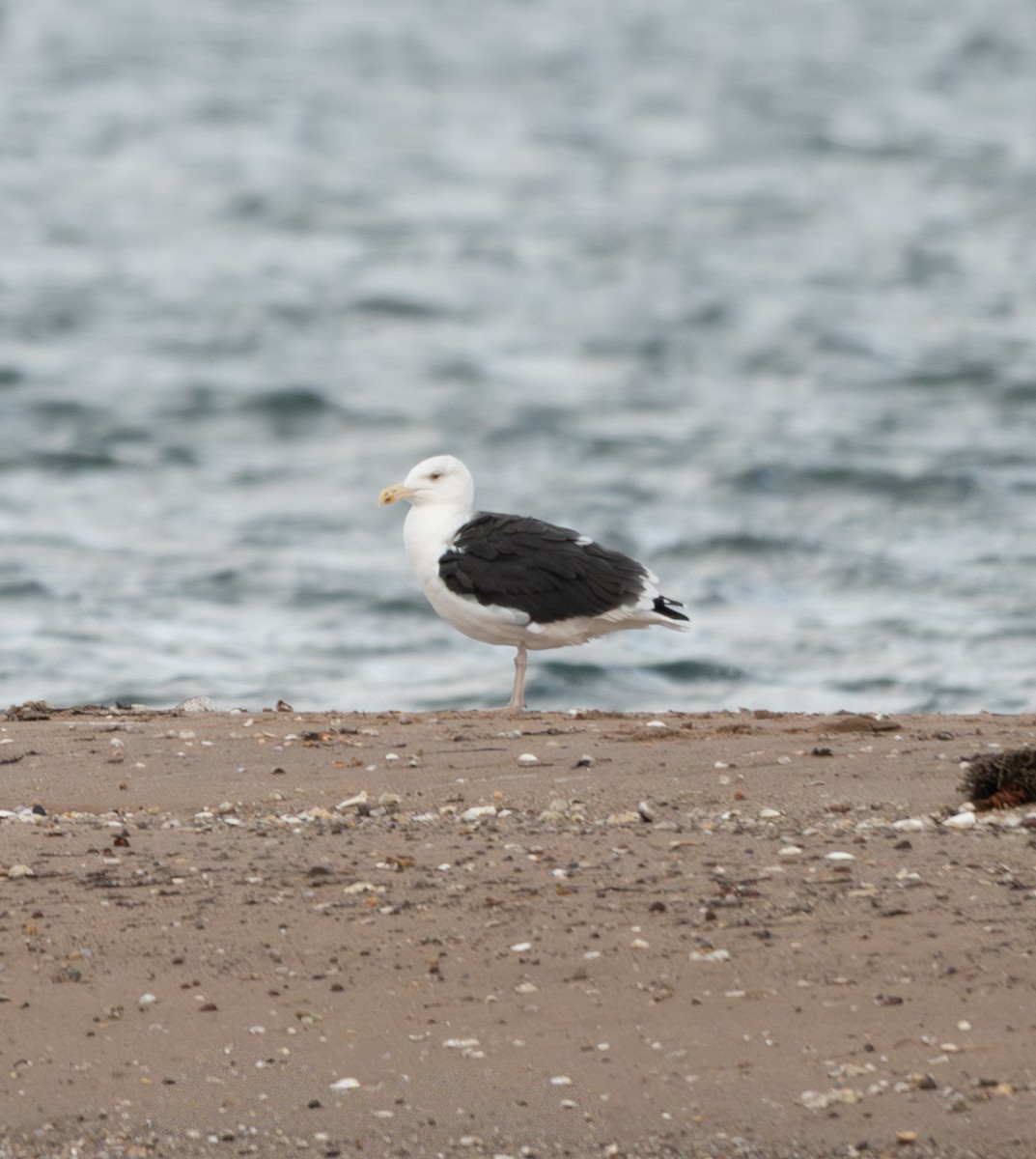 racek mořský - ML645352765