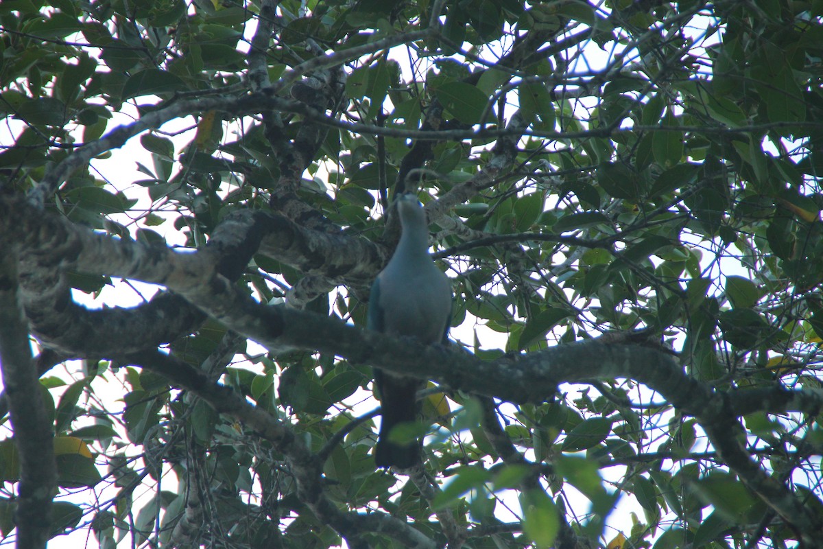 Green Imperial-Pigeon - ML645352766
