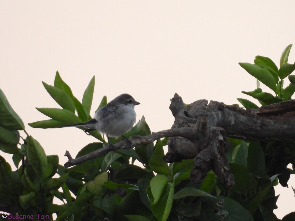 Masked Shrike - ML645352767