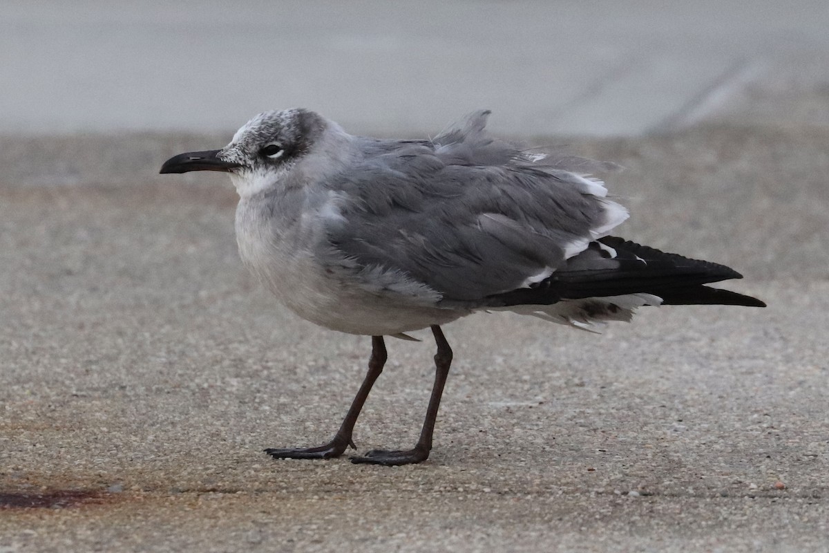 Laughing Gull - ML645352768