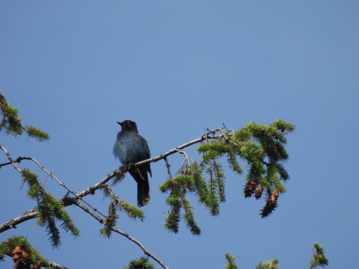 Steller's Jay - ML645352769