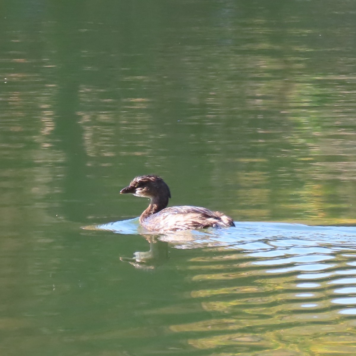 Pied-billed Grebe - ML645352770