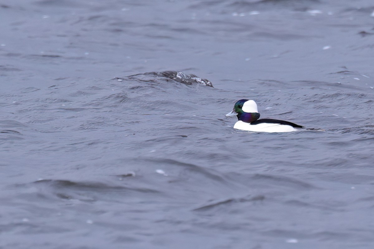 Bufflehead - ML645352771