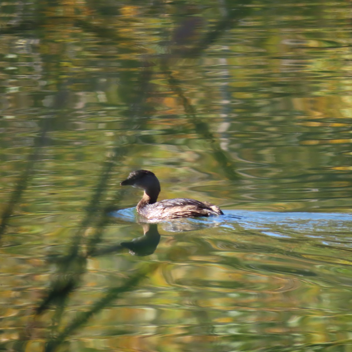 Pied-billed Grebe - ML645352772