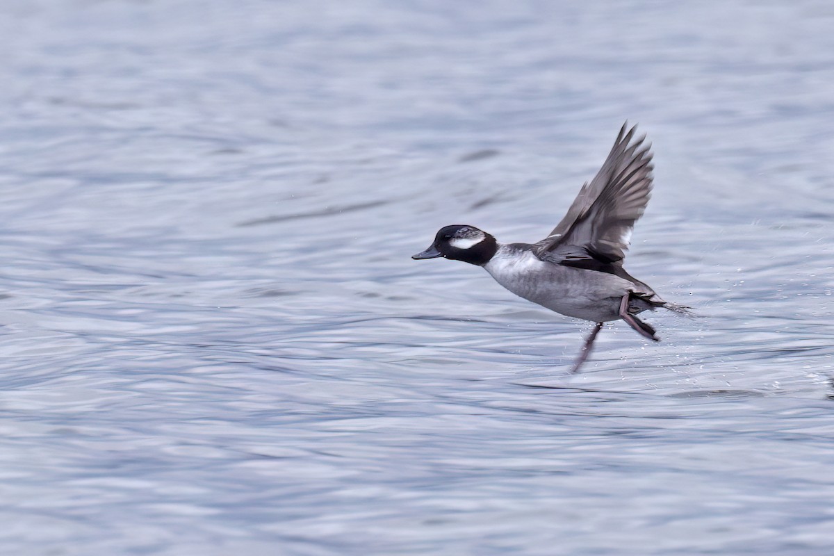 Bufflehead - ML645352773