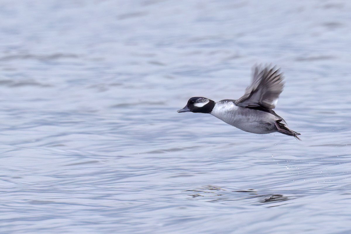 Bufflehead - ML645352774