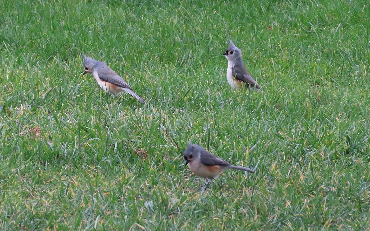 Tufted Titmouse - ML645352775
