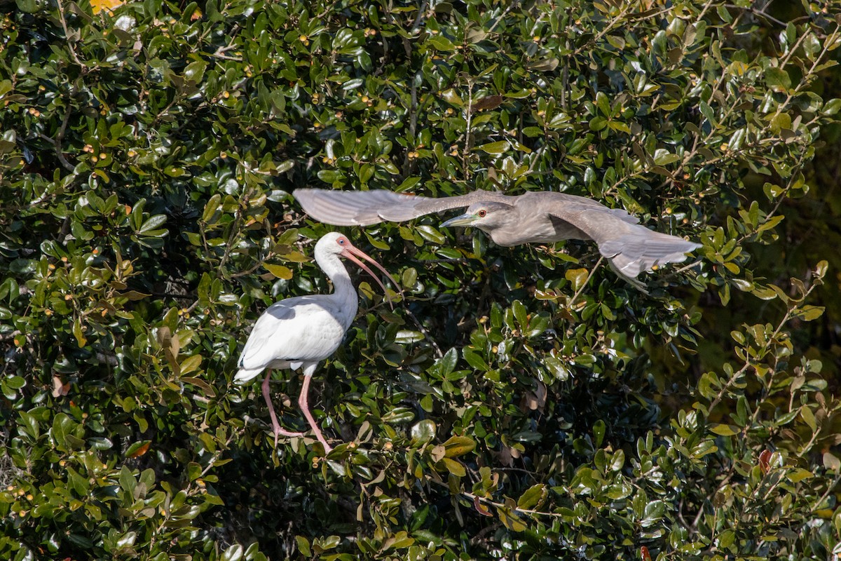 White Ibis - ML645352778