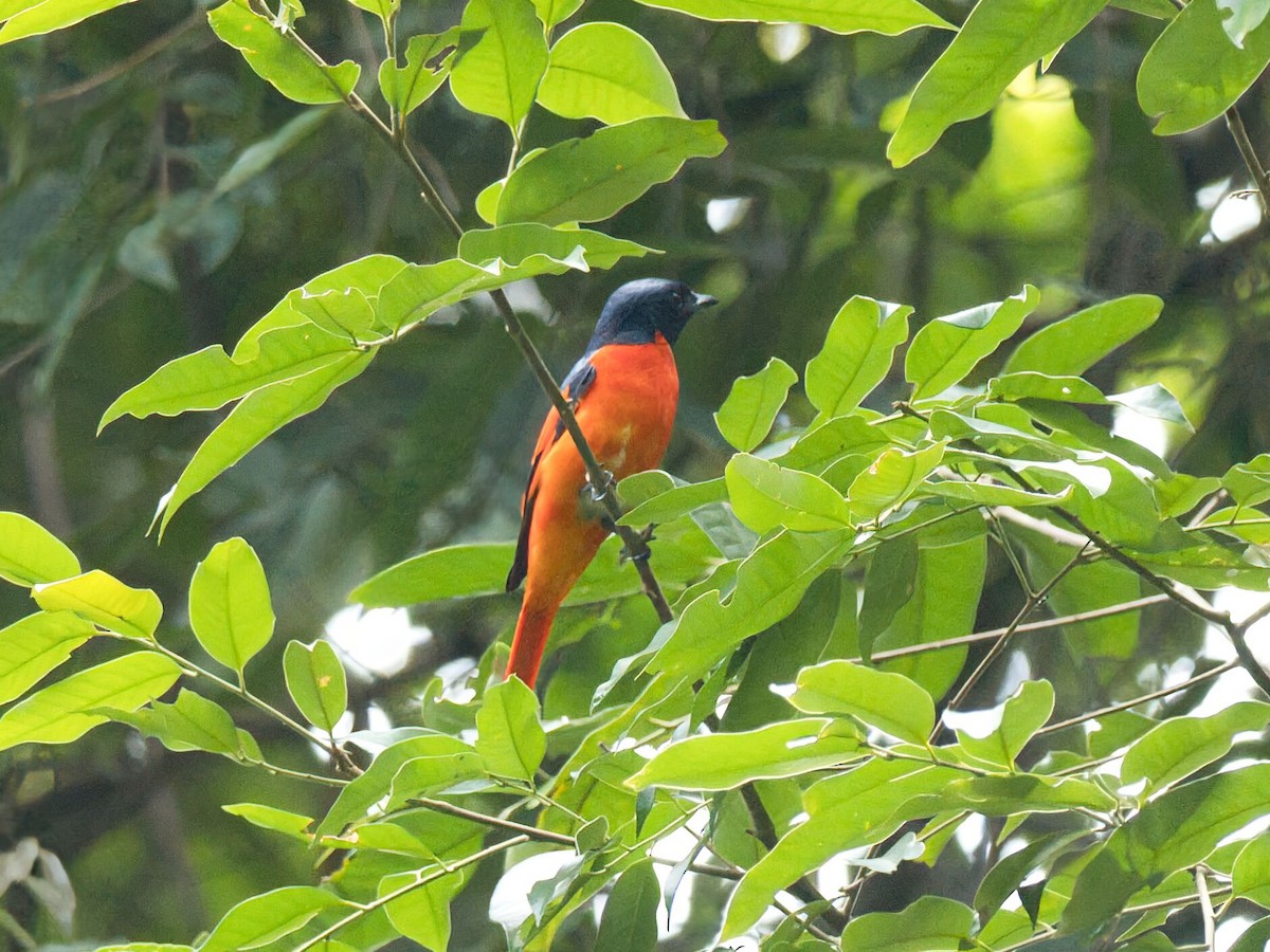 Scarlet Minivet - ML645352779