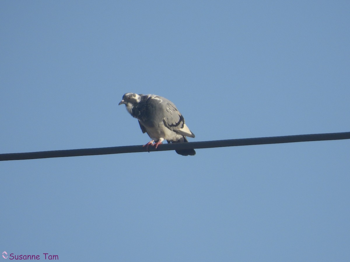 Rock Pigeon (Feral Pigeon) - ML645352781