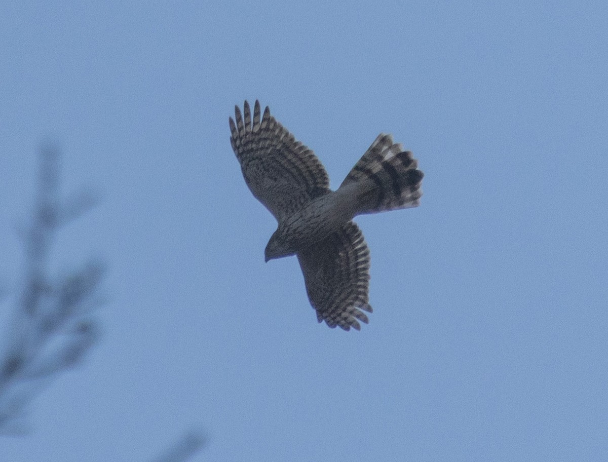 Sharp-shinned Hawk (Northern) - ML645352783
