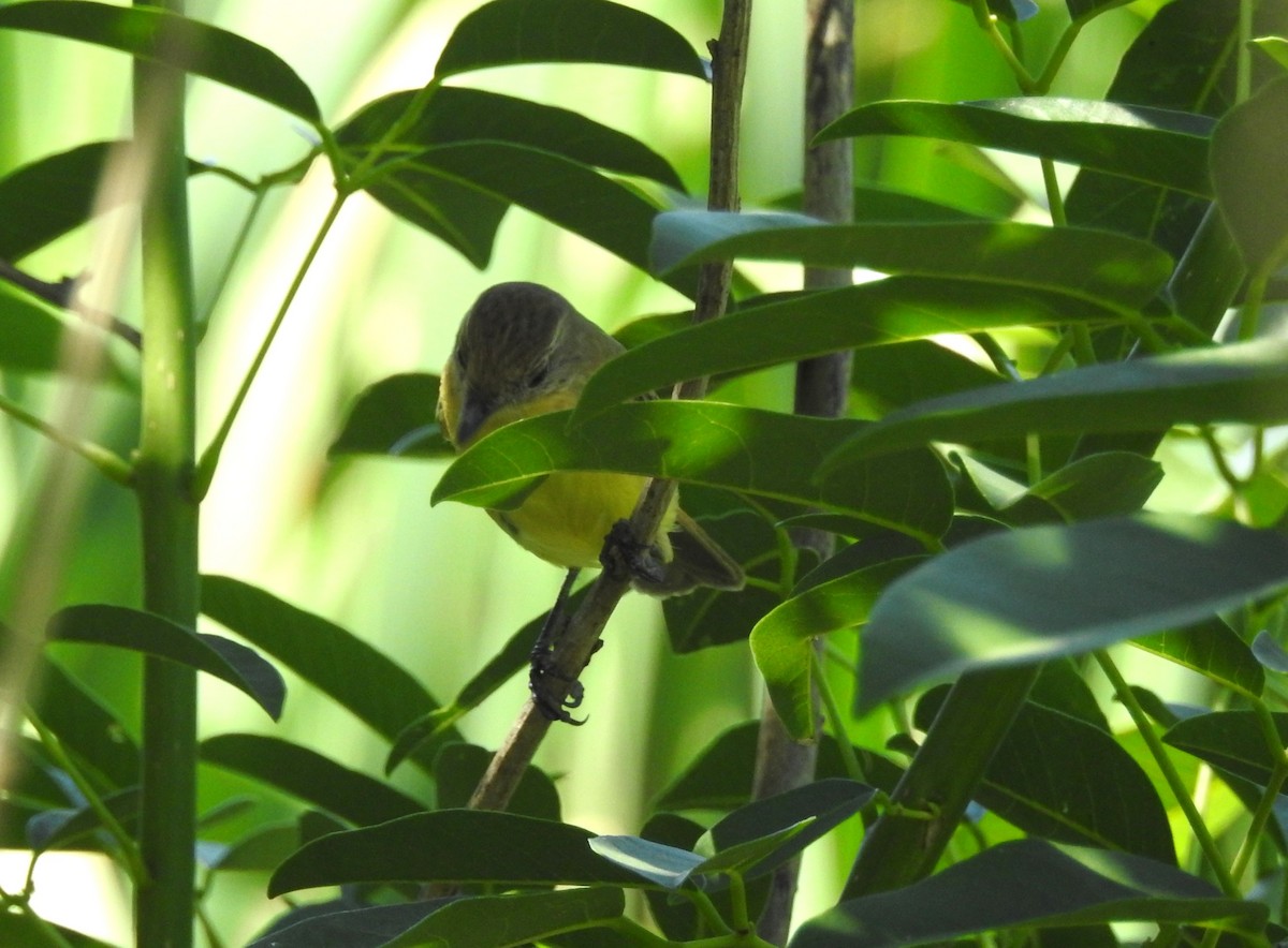 Warbling Doradito - ML645352784