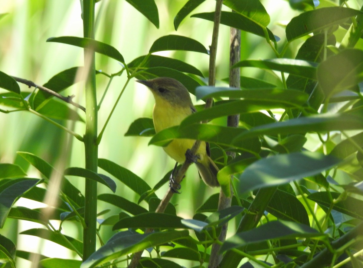 Warbling Doradito - ML645352785