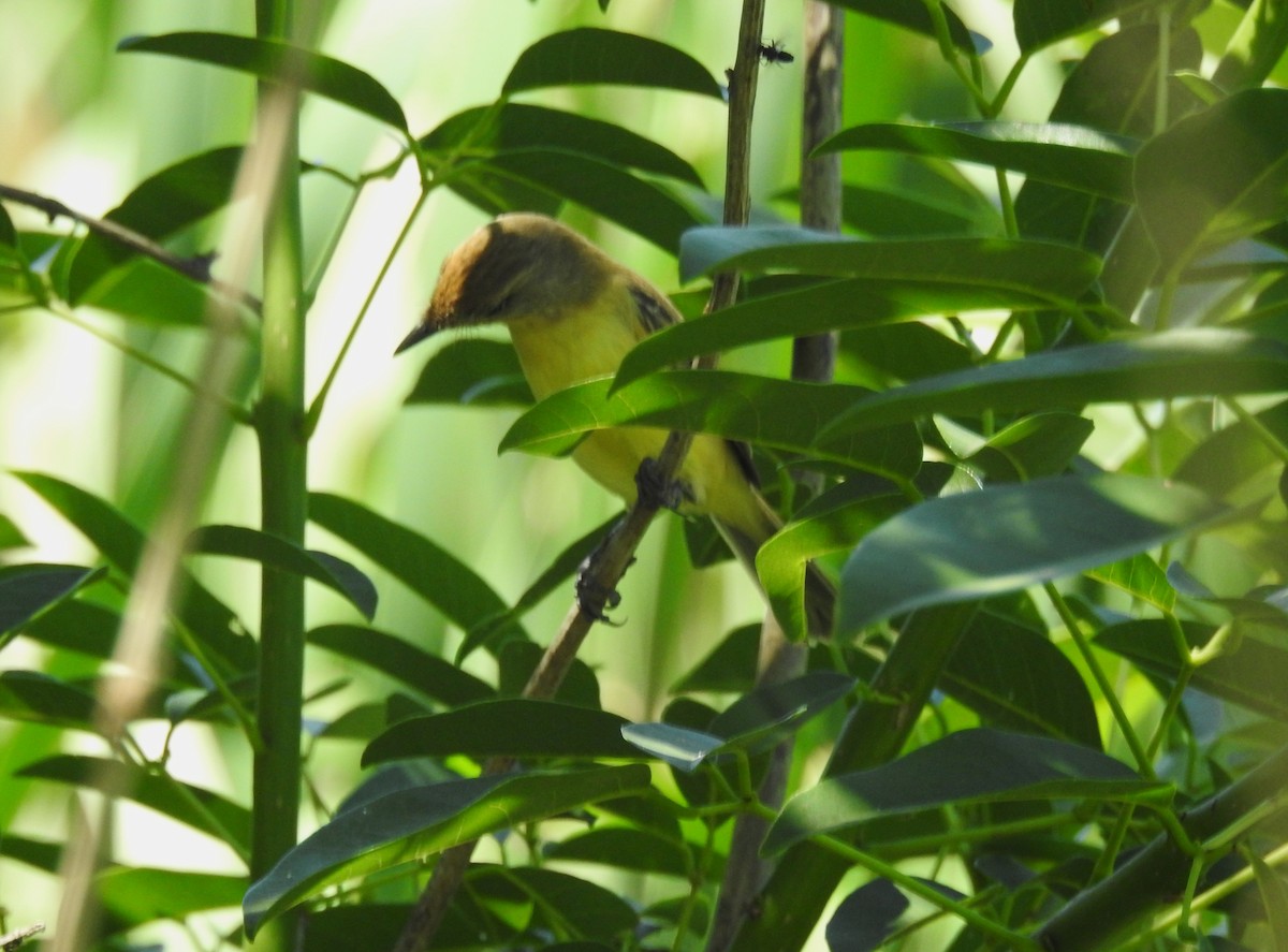 Warbling Doradito - ML645352786