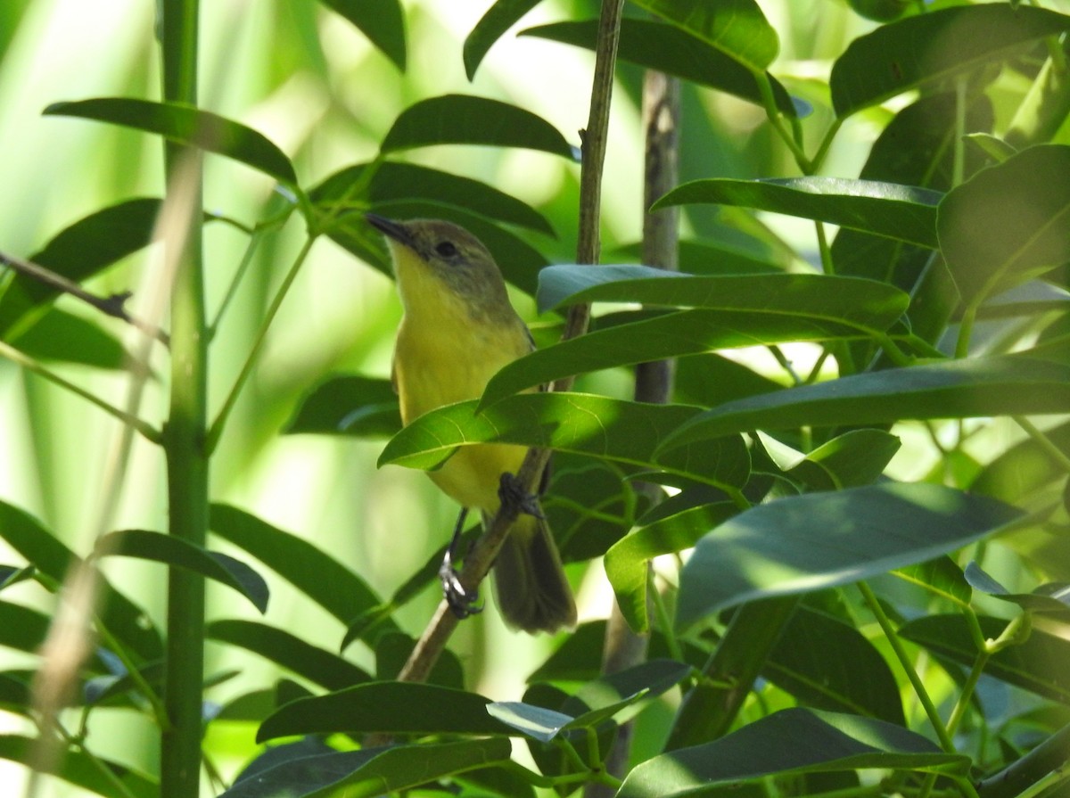 Warbling Doradito - ML645352787