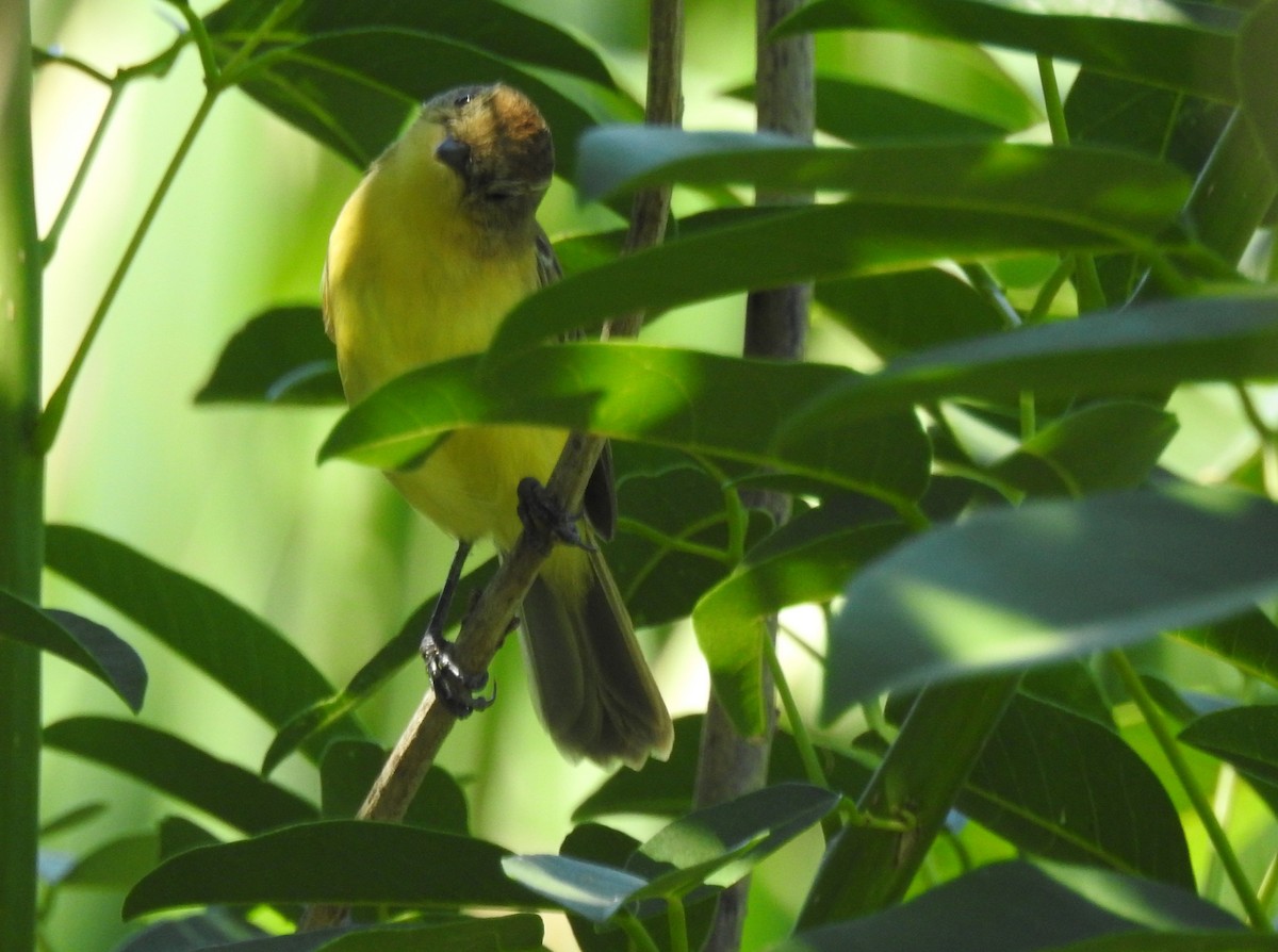 Warbling Doradito - ML645352788