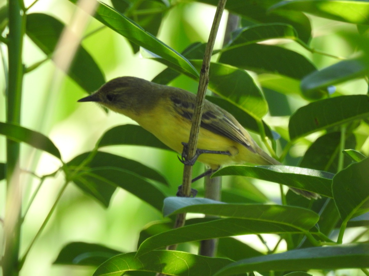 Warbling Doradito - ML645352790