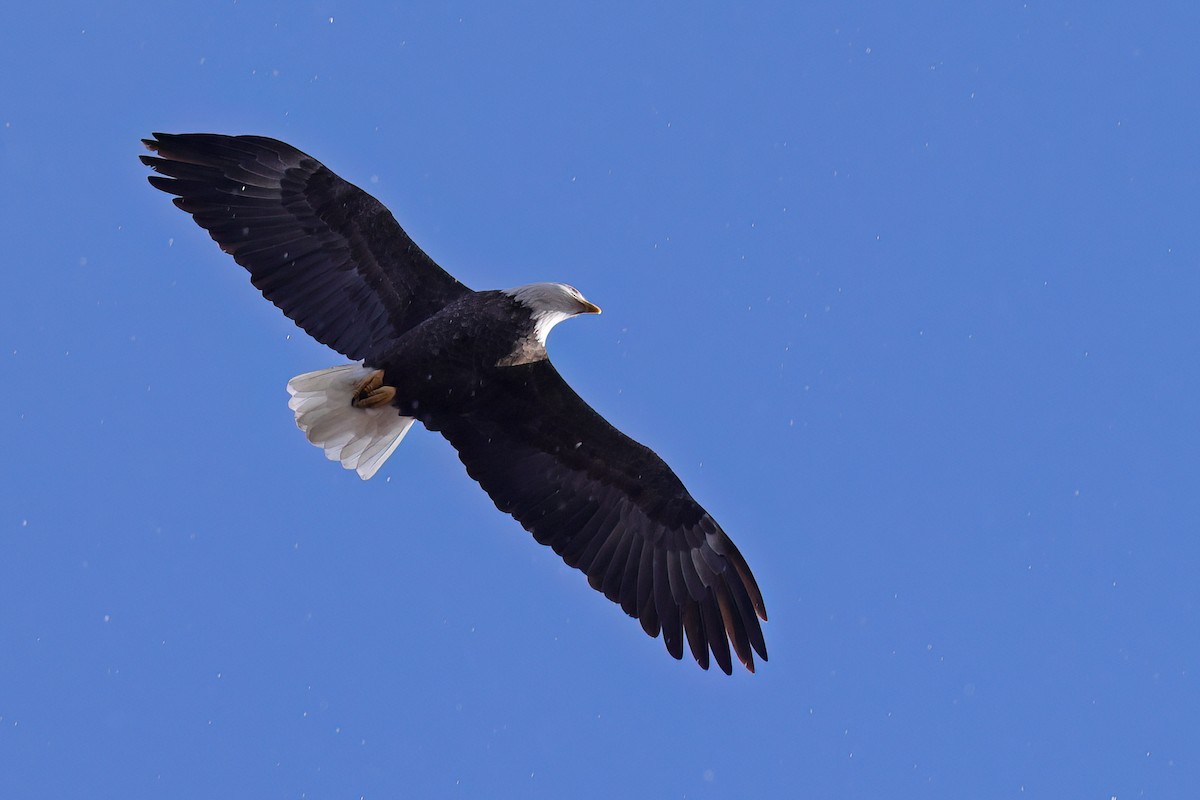 Bald Eagle - ML645352791