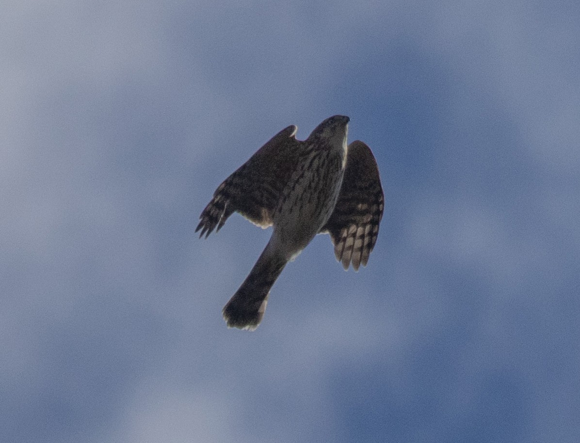 Sharp-shinned Hawk (Northern) - ML645352792