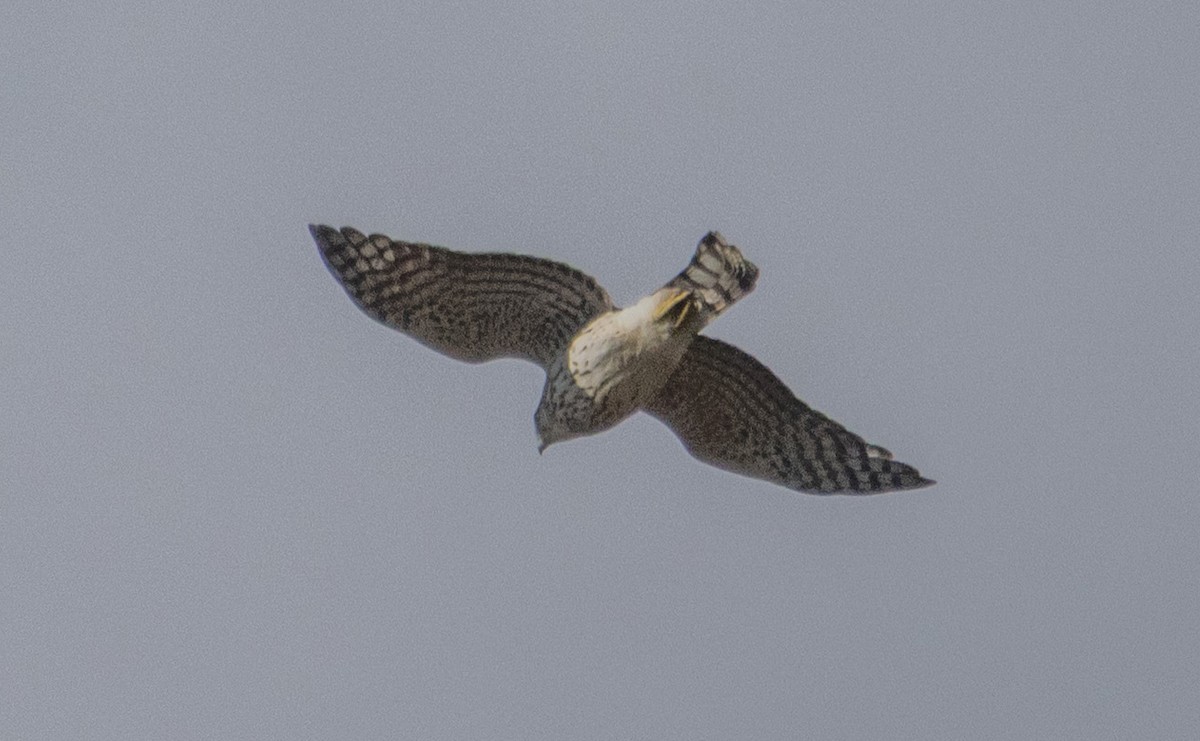 Sharp-shinned Hawk (Northern) - ML645352793