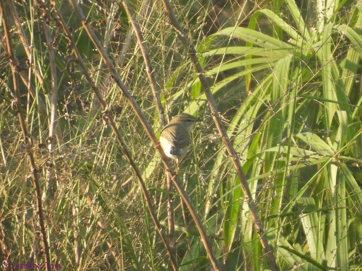 Willow Warbler - ML645352794