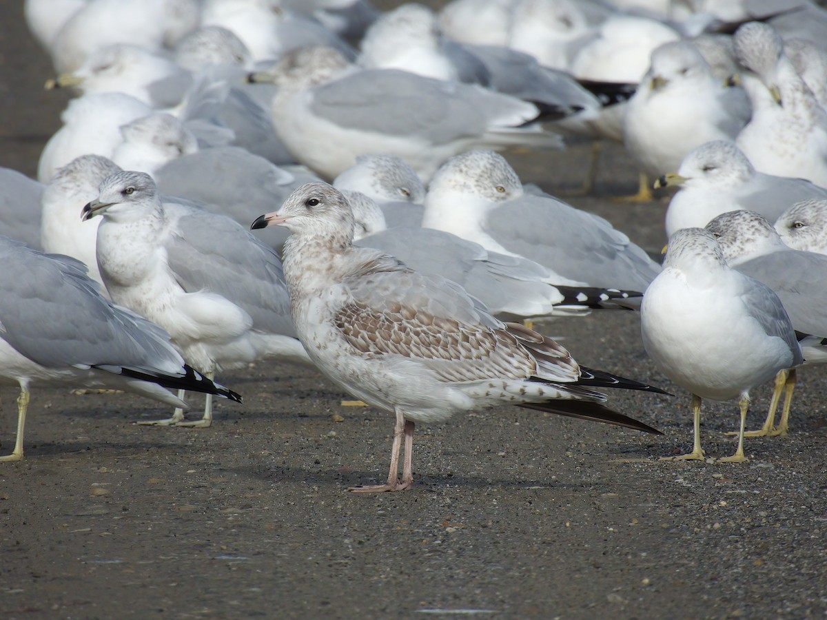 Ring-billed Gull - ML645352795