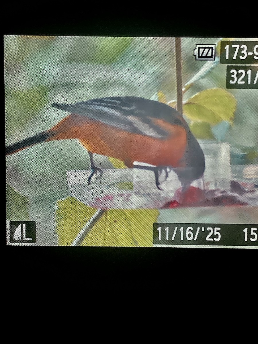 Baltimore Oriole - ML645352802