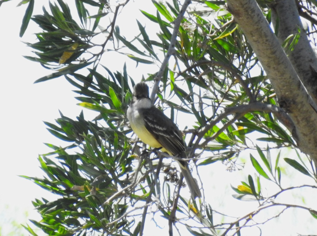 Large Elaenia - ML645352803