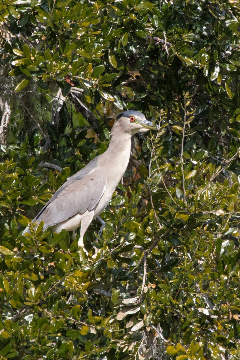 Black-crowned Night Heron - ML645352809