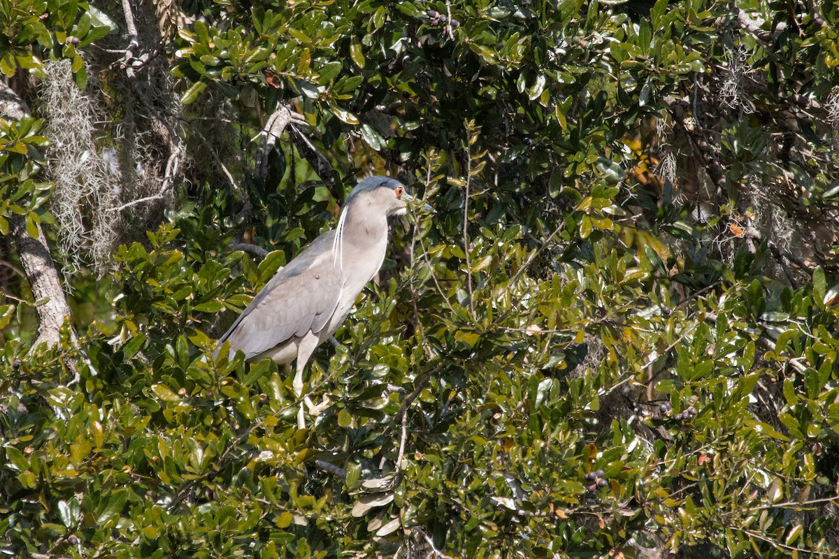 Black-crowned Night Heron - ML645352810