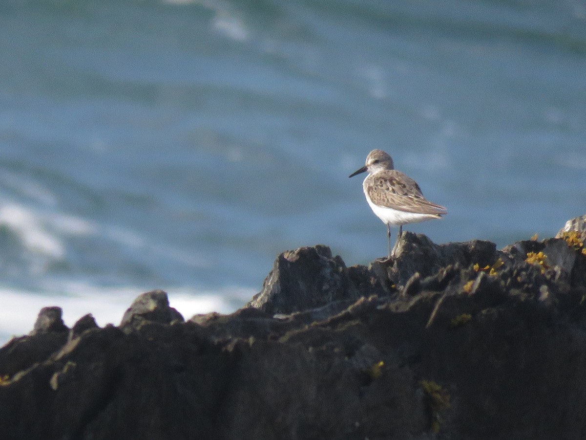 Bécasseau semipalmé - ML645352812