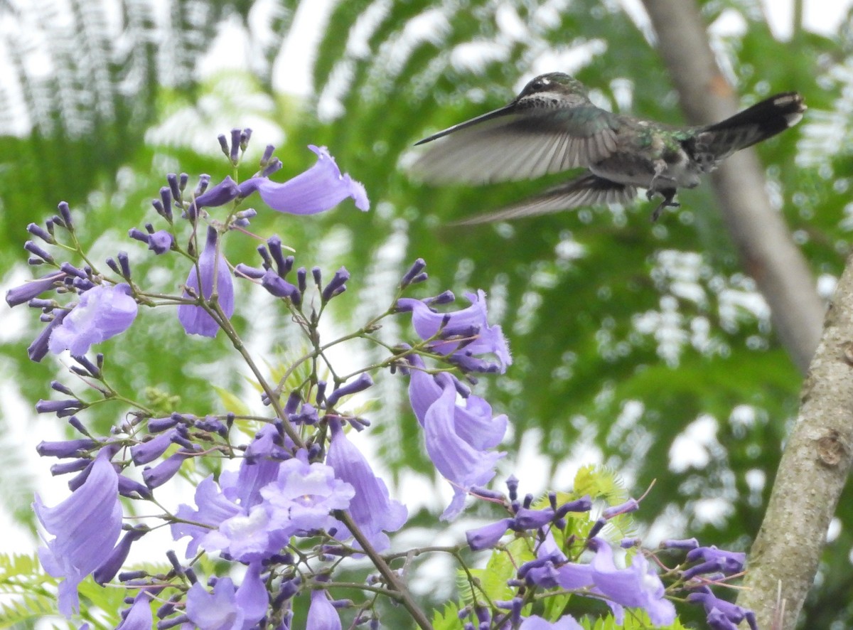Stripe-breasted Starthroat - ML645352815