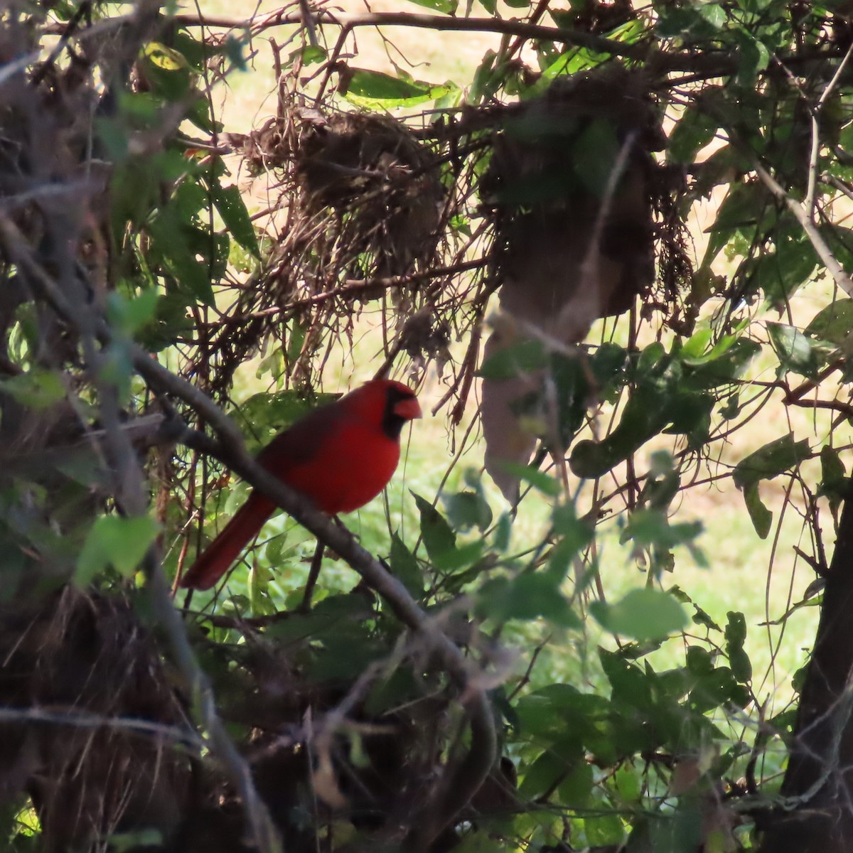 Northern Cardinal - ML645352817