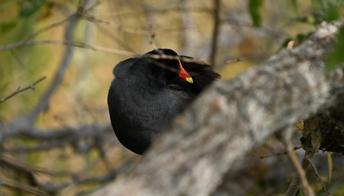 Курочка латиноамериканська - ML645352819