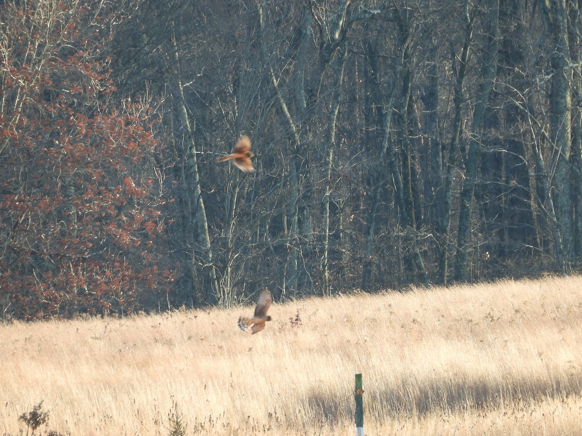 Northern Harrier - ML645352824