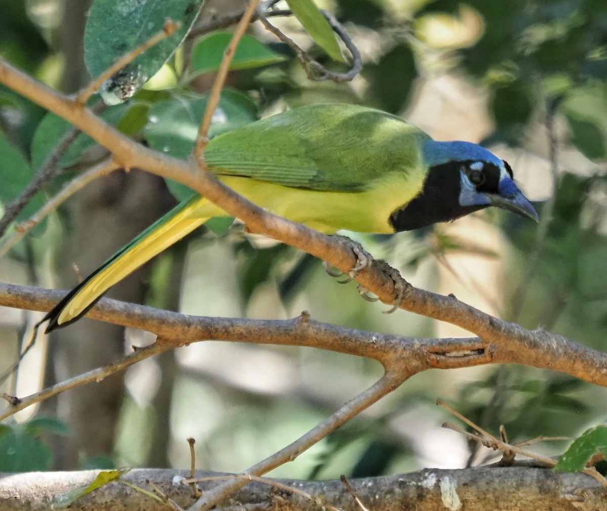 Geai vert (groupe luxuosus) - ML645352835