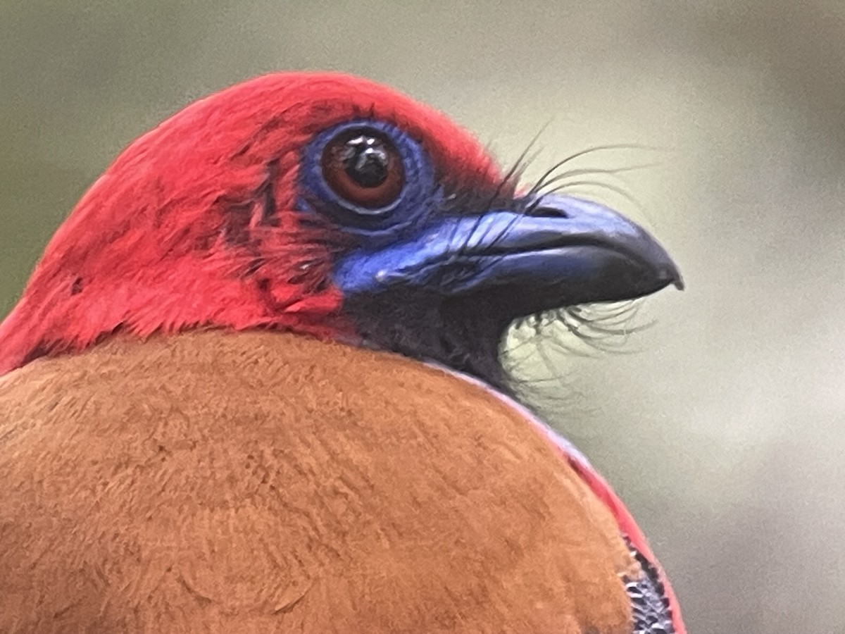 Whitehead's Trogon - ML645352843