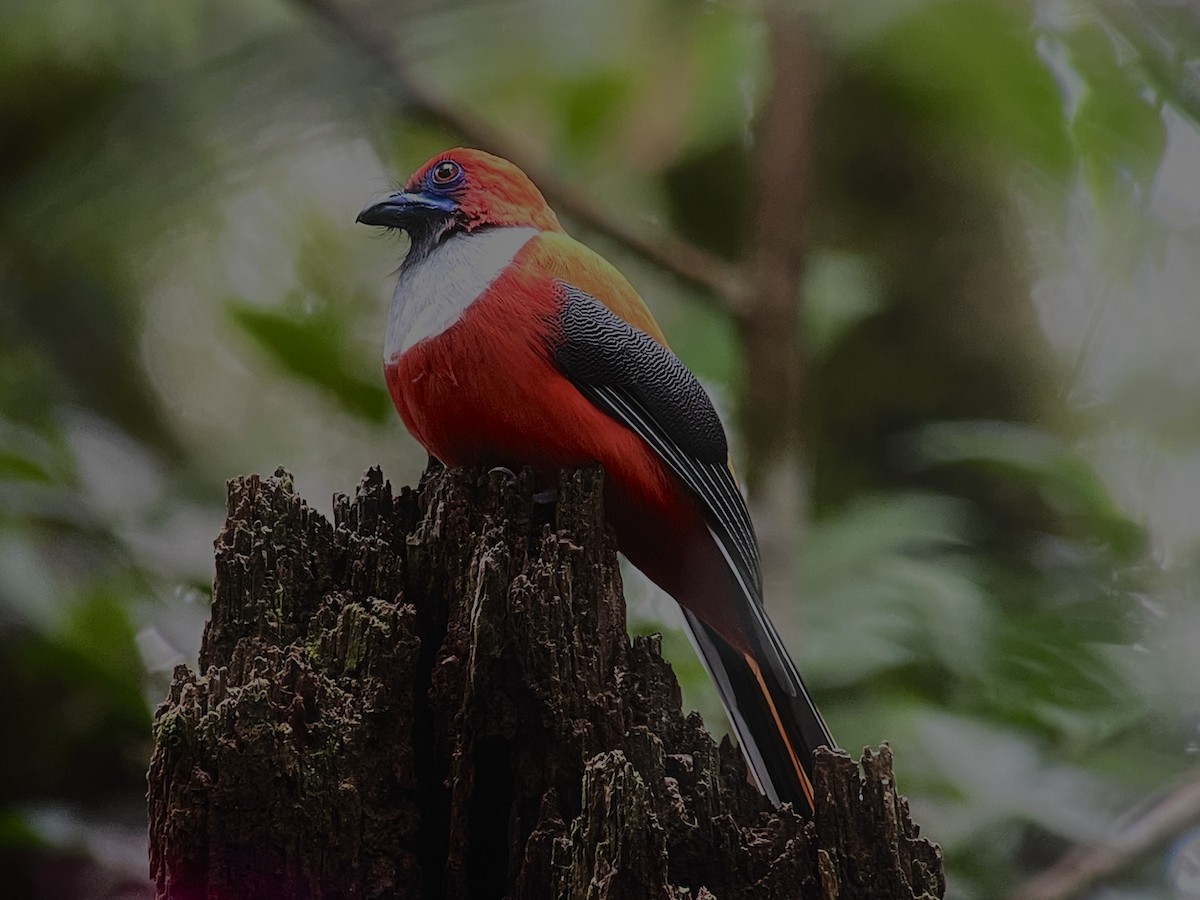 Whitehead's Trogon - ML645352844