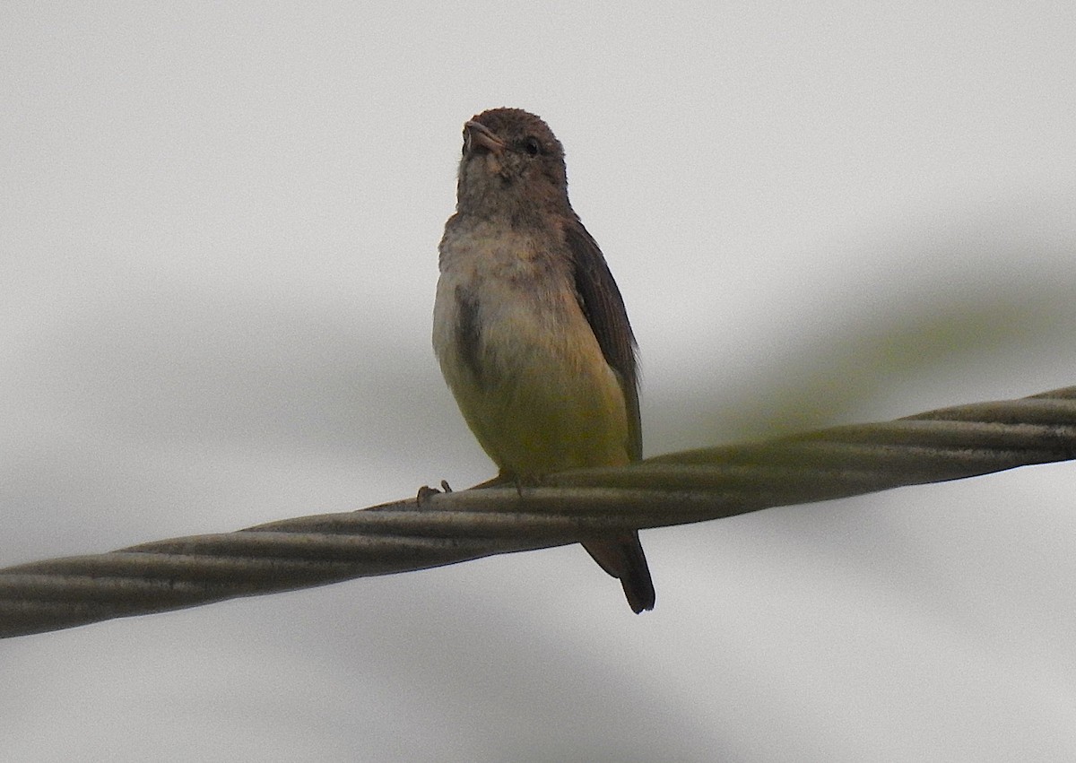 Mistletoebird - ML645352853