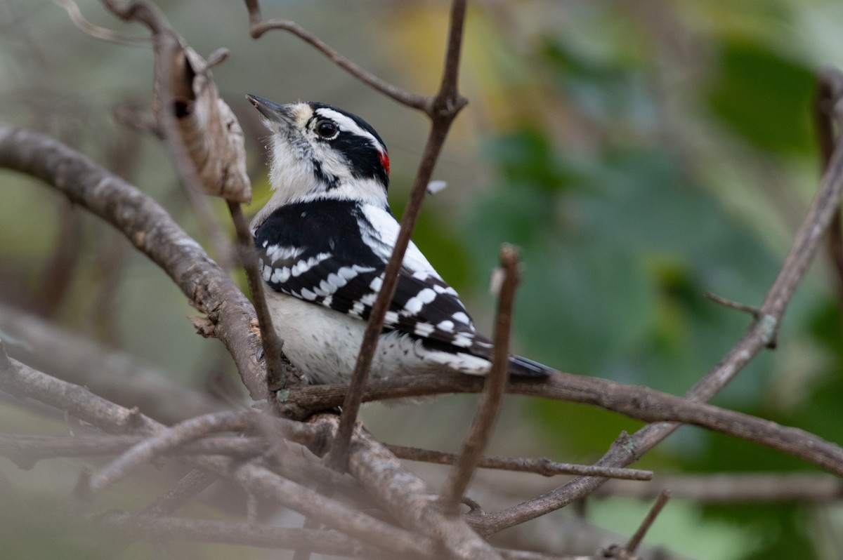 Downy Woodpecker - ML645352856