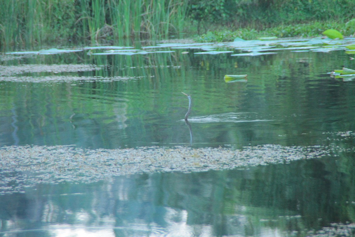Doğu Yılanboyunu - ML645352857