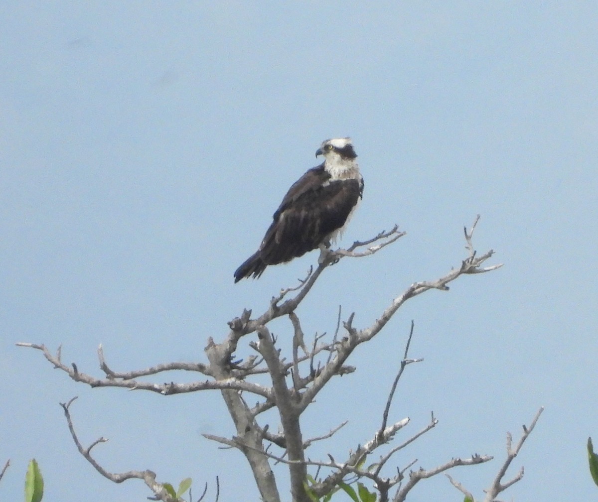 Osprey - ML645352858